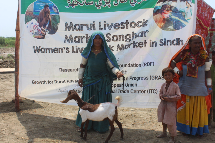 Marui Livestock Market Sanghar